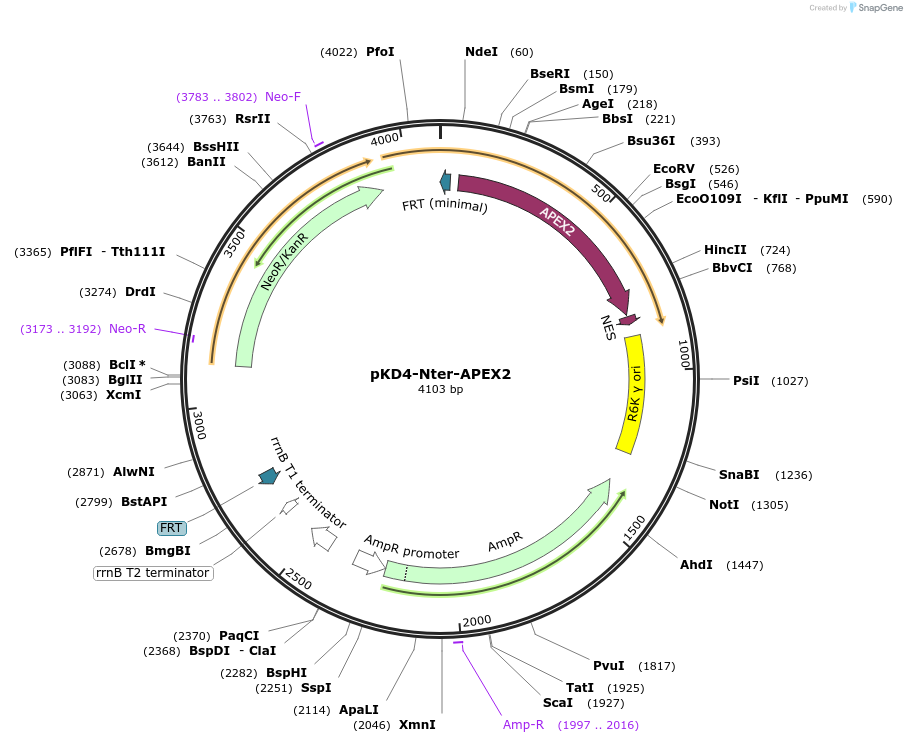 112868-plasmid-map-sequence-id-222074