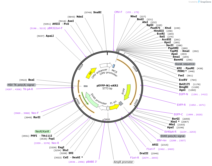 115337-plasmid-map-sequence-id-222075