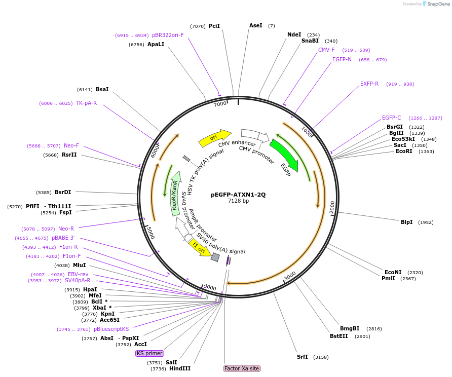33239-plasmid-map-sequence-id-222076