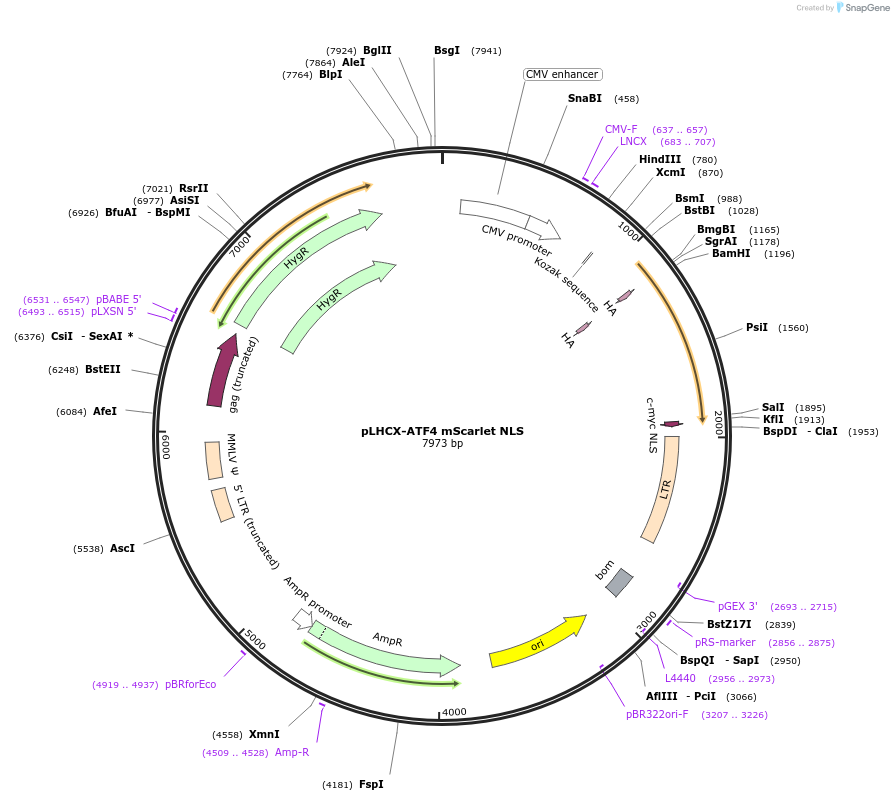 115970-plasmid-map-sequence-id-222082
