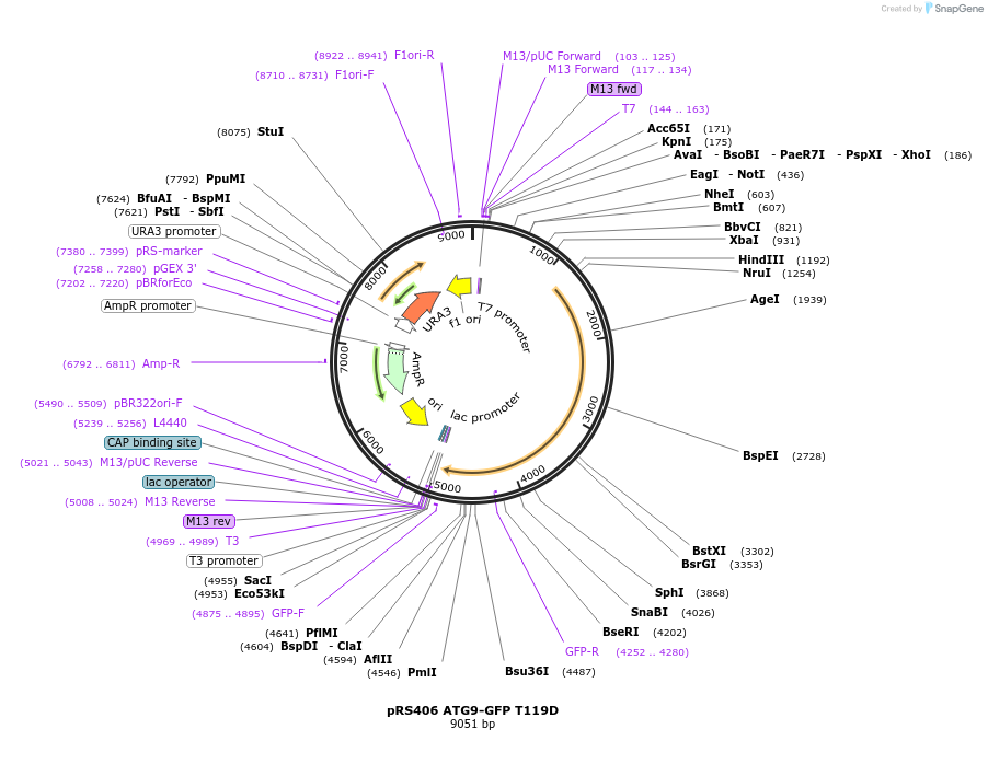 114668-plasmid-map-sequence-id-222084