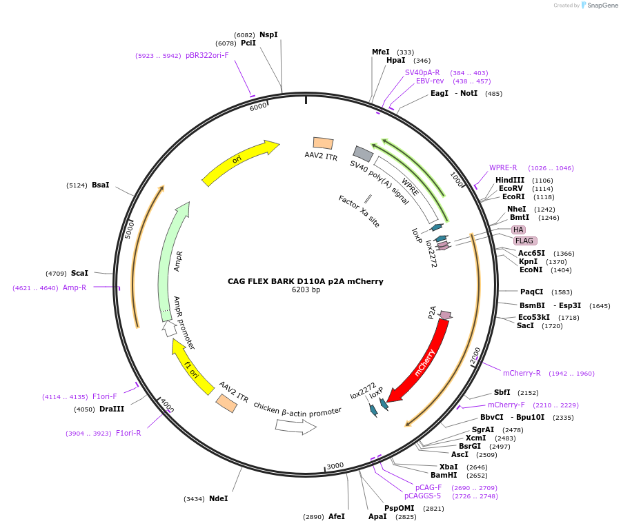 117694-plasmid-map-sequence-id-222092