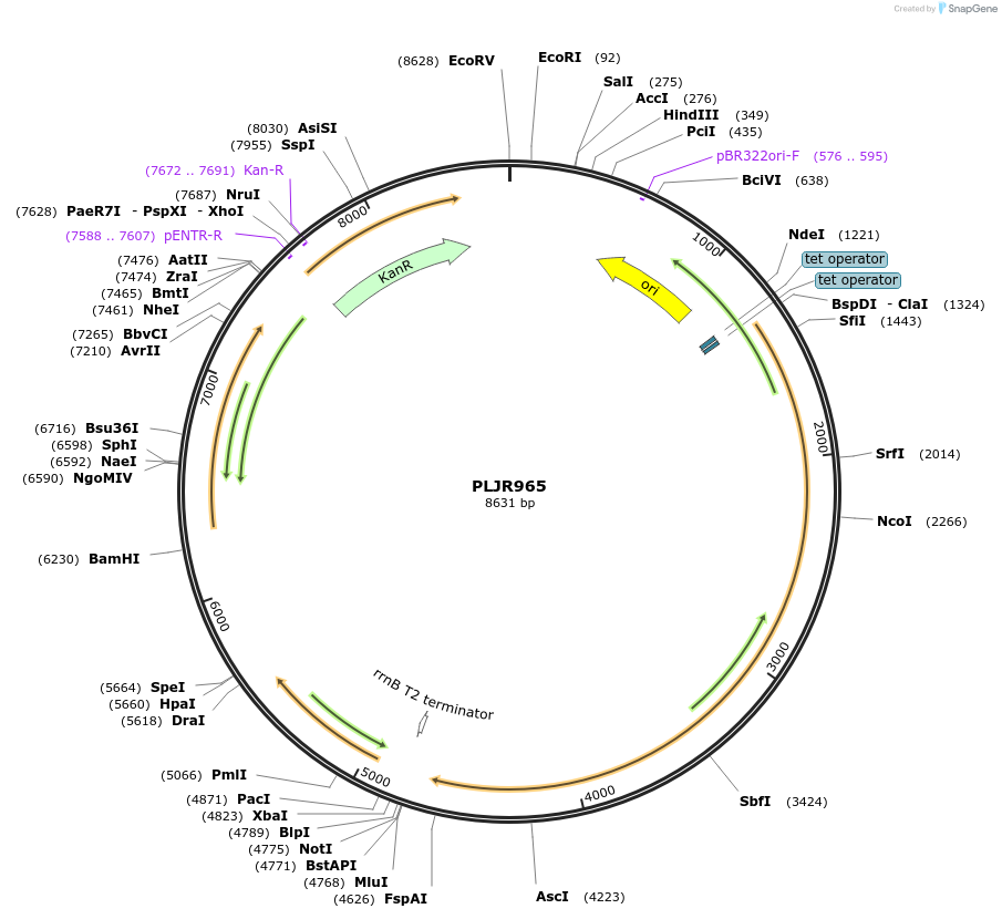 115163-plasmid-map-sequence-id-222098