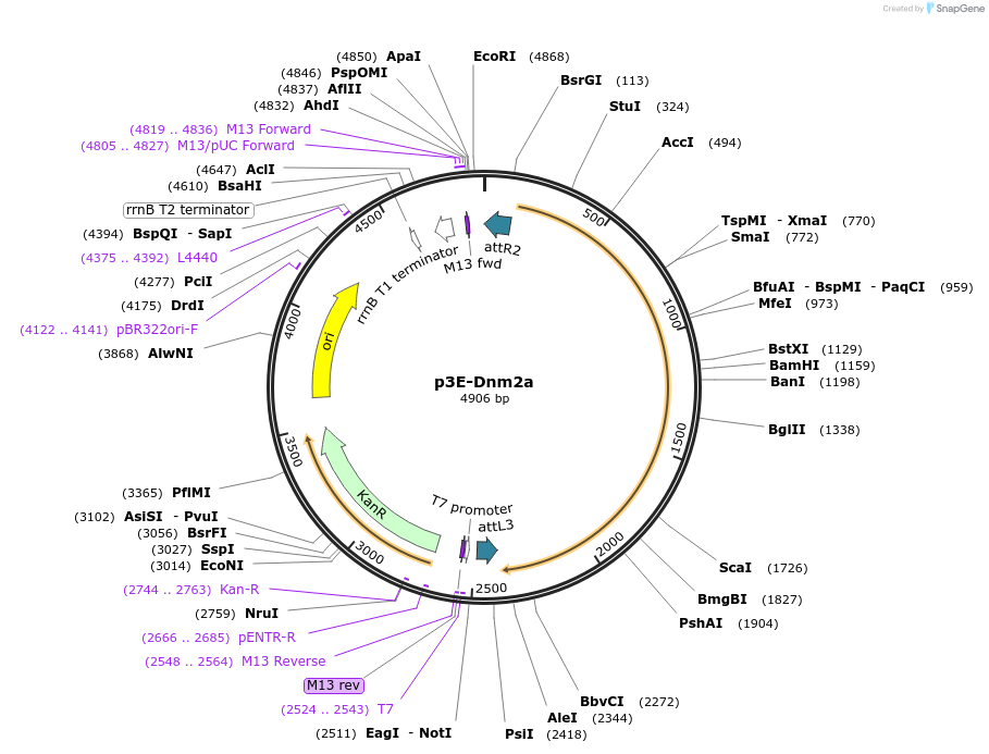 109571-plasmid-map-sequence-id-222100