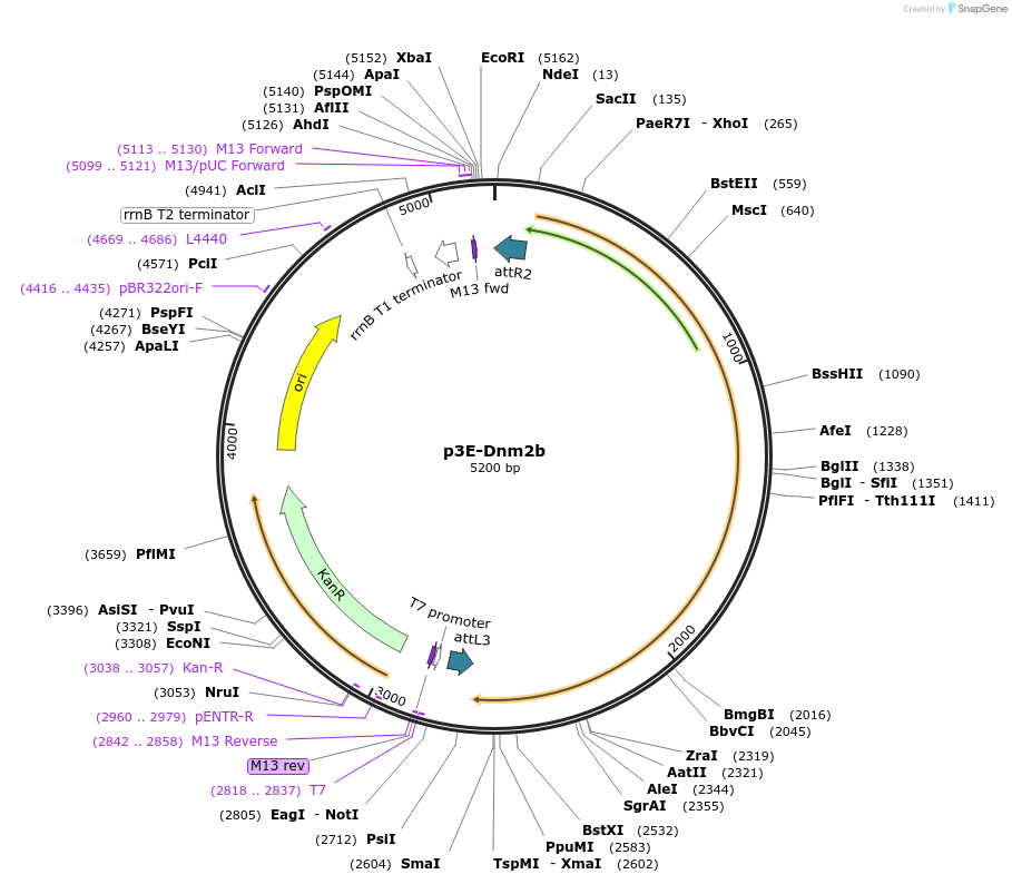 109573-plasmid-map-sequence-id-222103