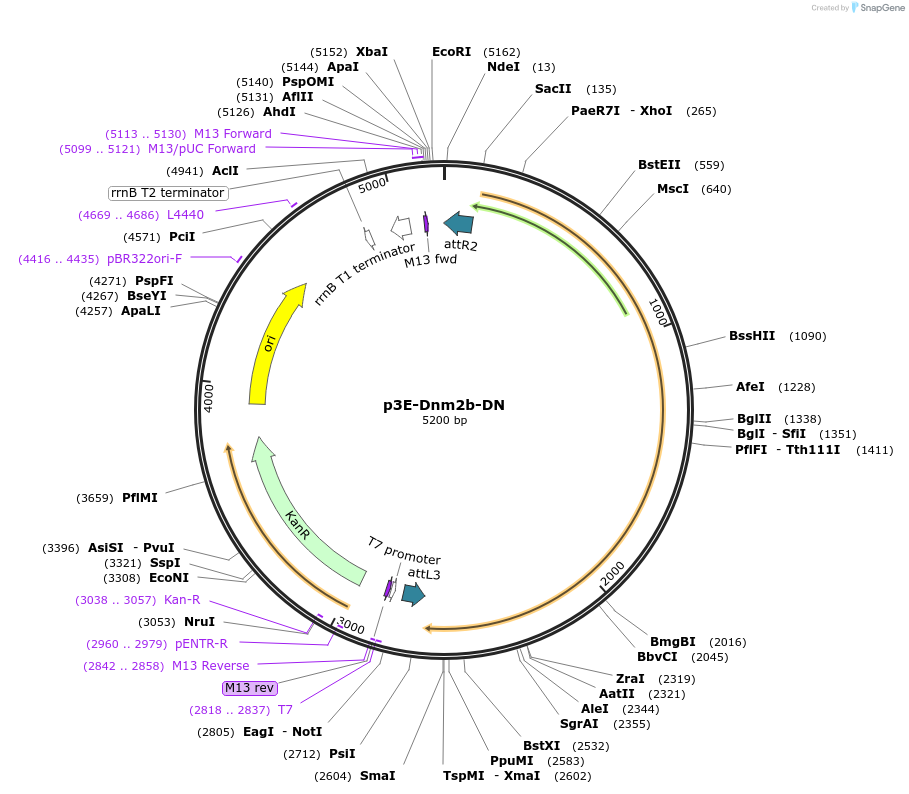 109574-plasmid-map-sequence-id-222104