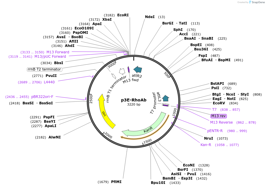 109579-plasmid-map-sequence-id-222108