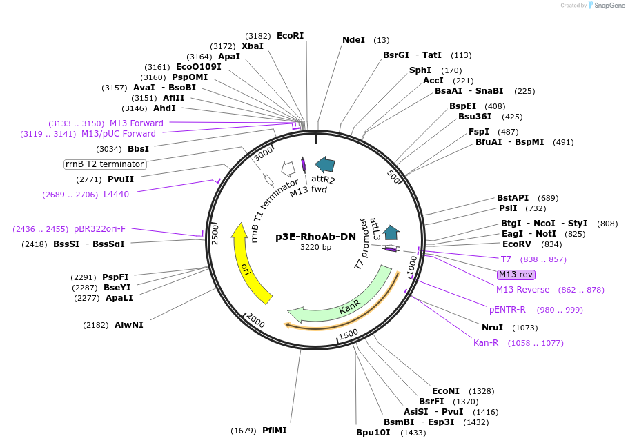 109580-plasmid-map-sequence-id-222110