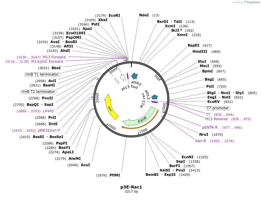 109581-plasmid-map-sequence-id-222111