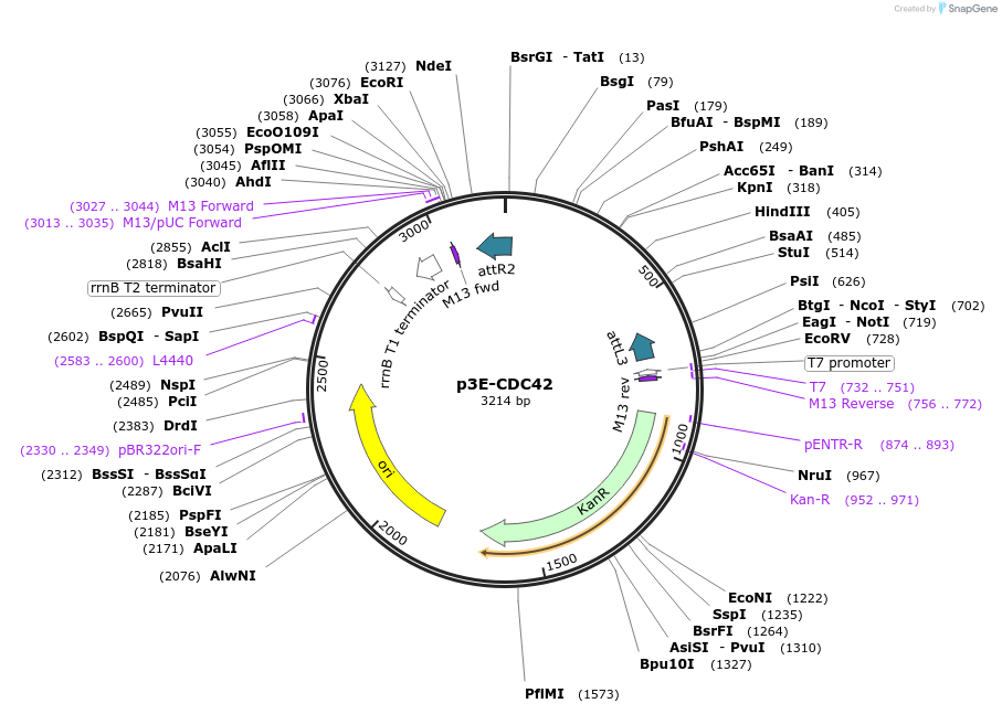 109583-plasmid-map-sequence-id-222114