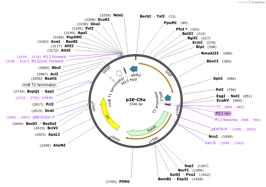 109585-plasmid-map-sequence-id-222116