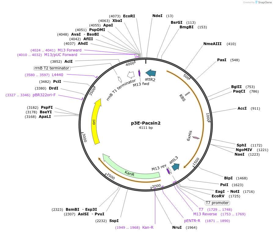 109587-plasmid-map-sequence-id-222119