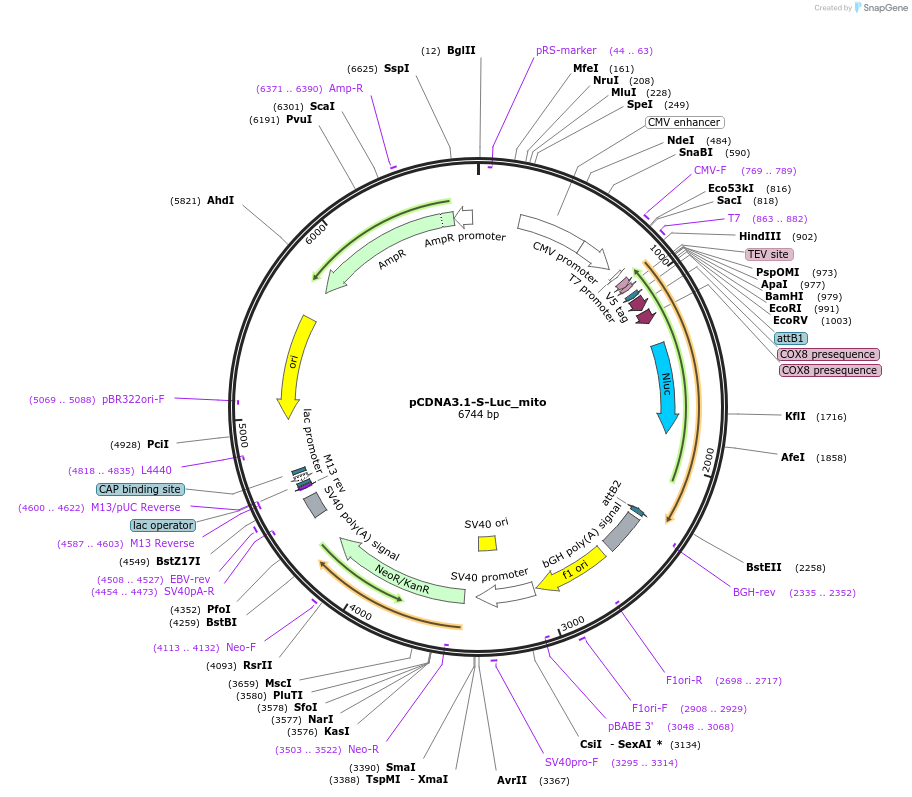 113927-plasmid-map-sequence-id-222130