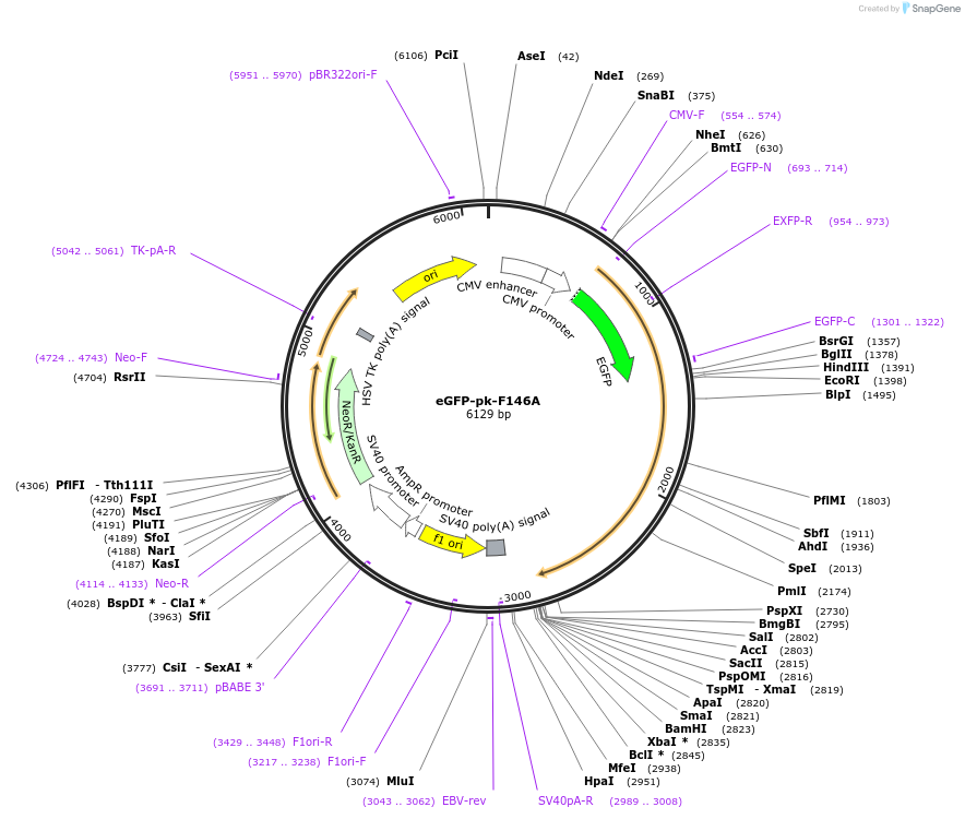 115616-plasmid-map-sequence-id-222140