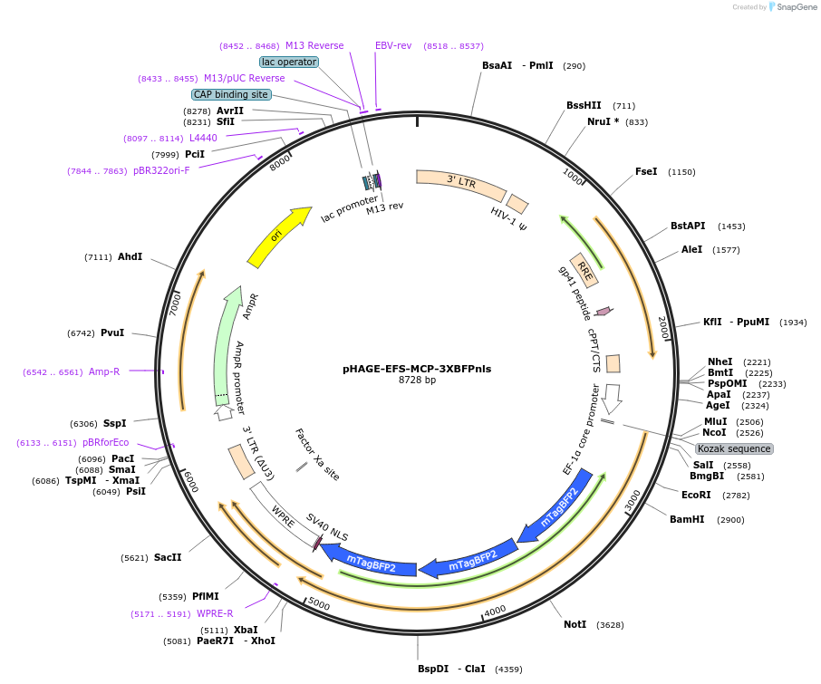 75384-plasmid-map-sequence-id-222143