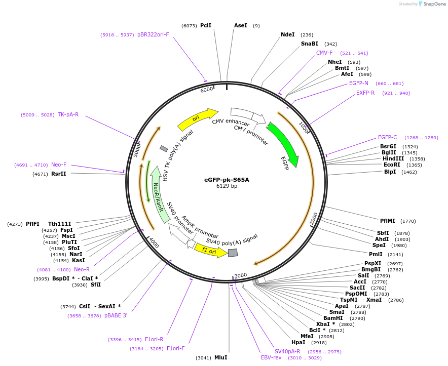 115619-plasmid-map-sequence-id-222145