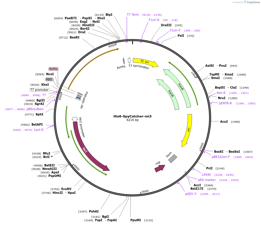 113043-plasmid-map-sequence-id-222150