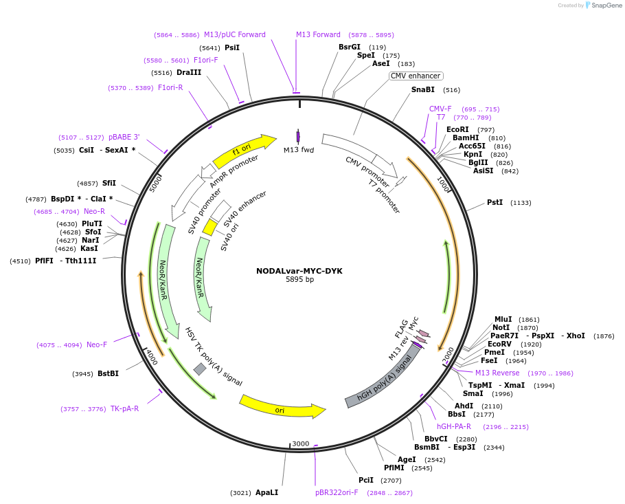 115245-plasmid-map-sequence-id-222161