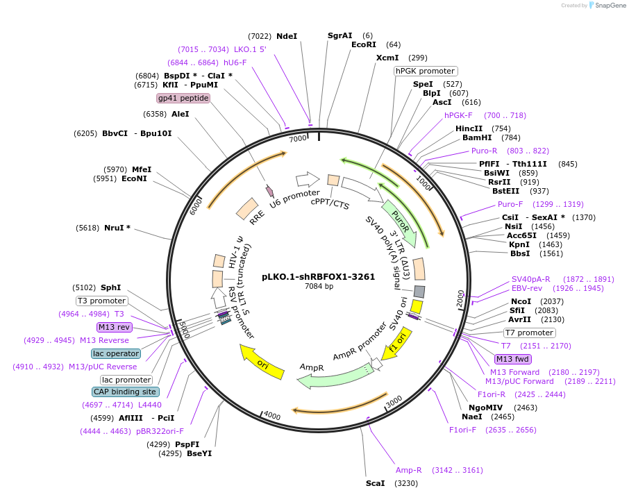 115458-plasmid-map-sequence-id-222196