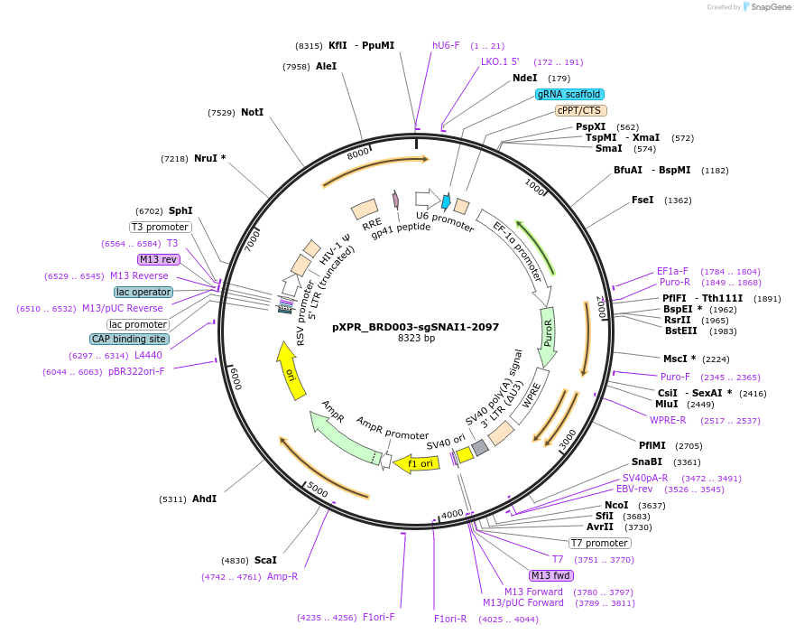 115453-plasmid-map-sequence-id-222197