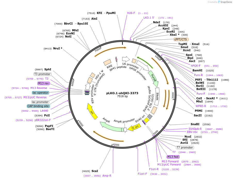 115456-plasmid-map-sequence-id-222199