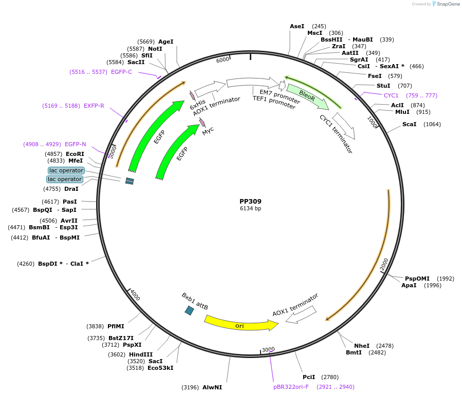 104951-plasmid-map-sequence-id-222200