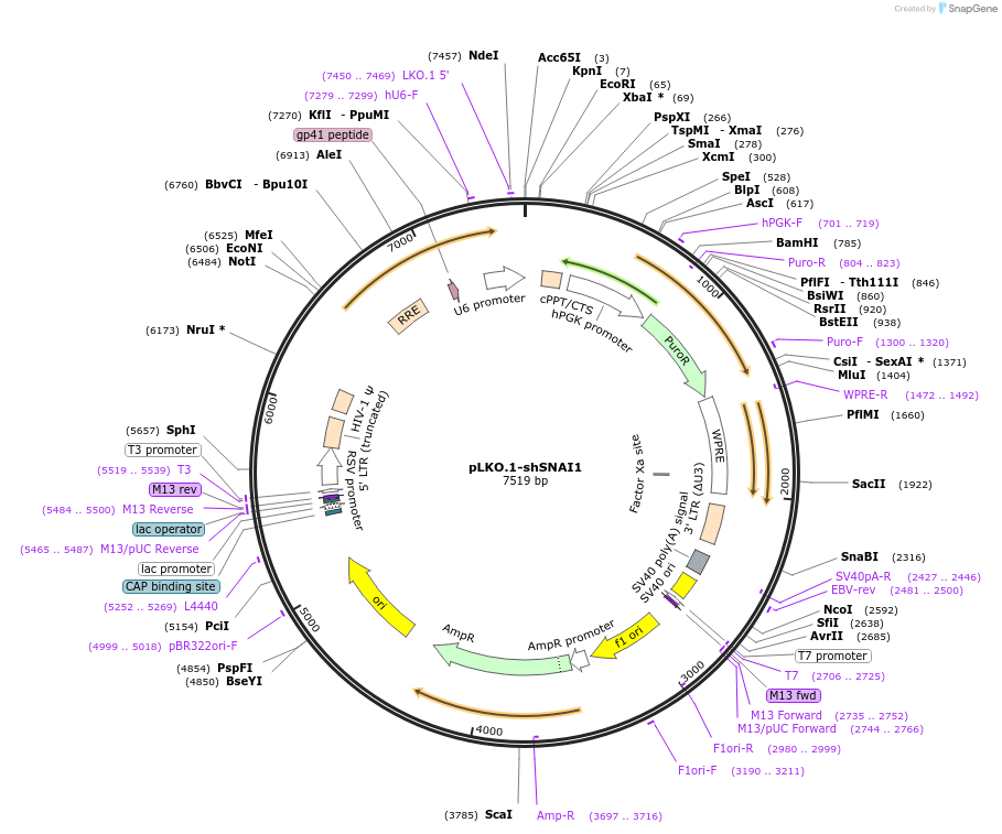 115467-plasmid-map-sequence-id-222201