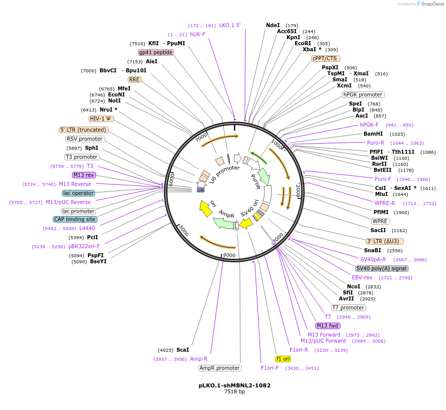 115462-plasmid-map-sequence-id-222205