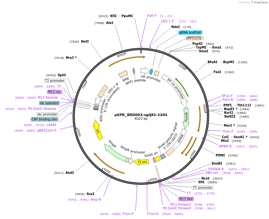 115450-plasmid-map-sequence-id-222206