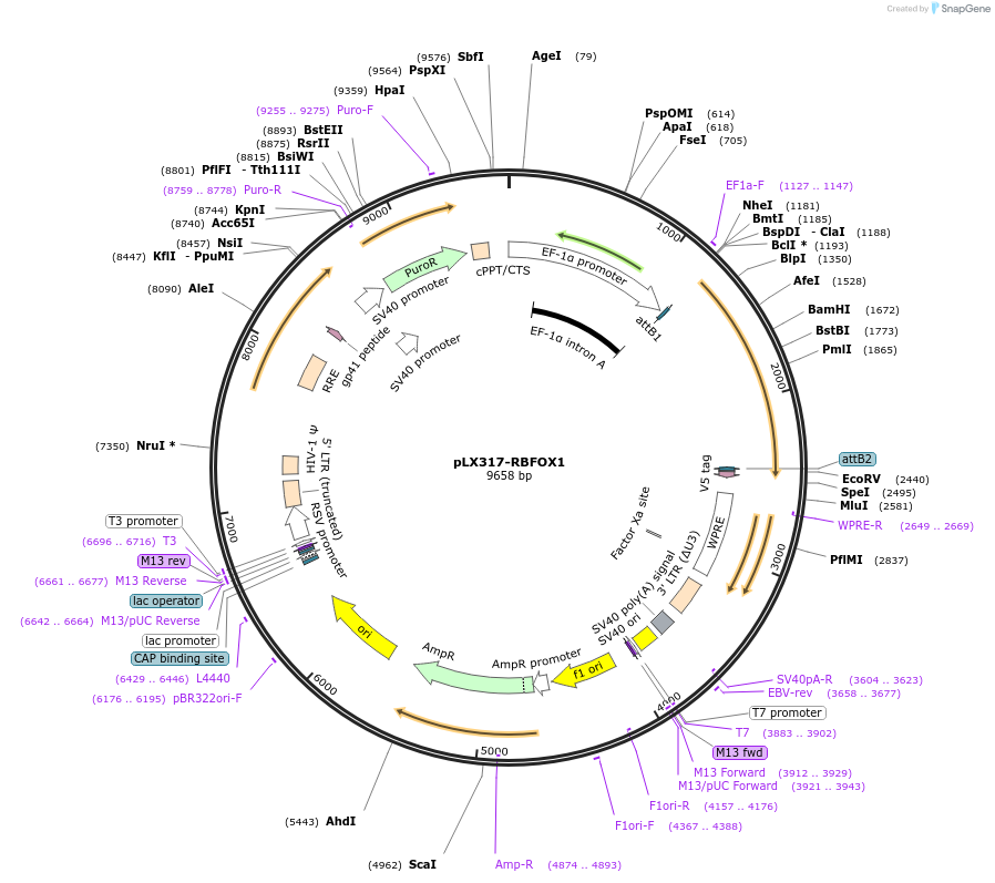 115442-plasmid-map-sequence-id-222207