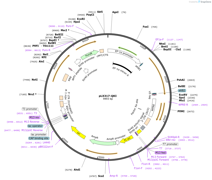 115441-plasmid-map-sequence-id-222208