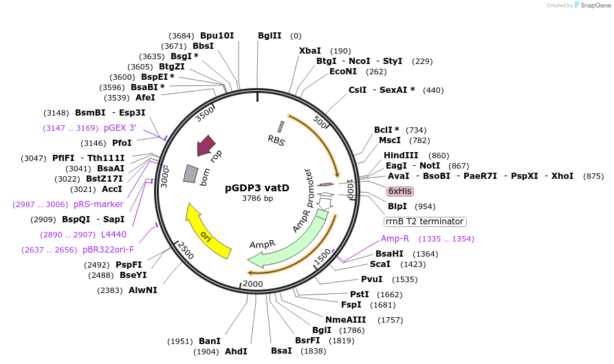 112885-plasmid-map-sequence-id-222210