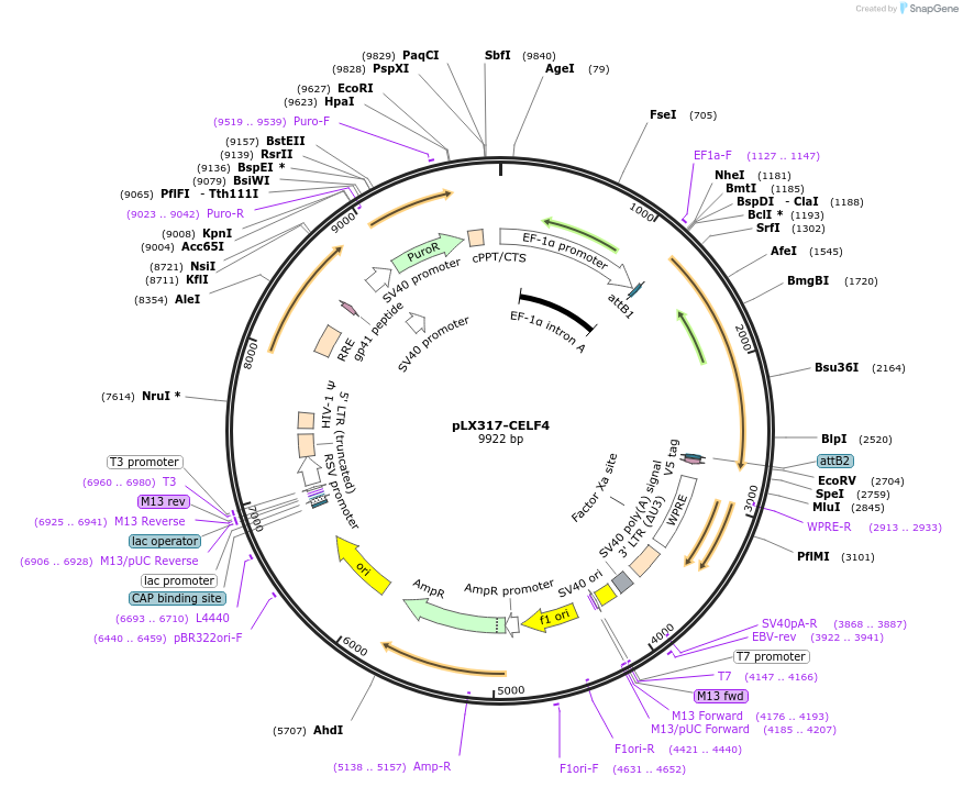 115445-plasmid-map-sequence-id-222211