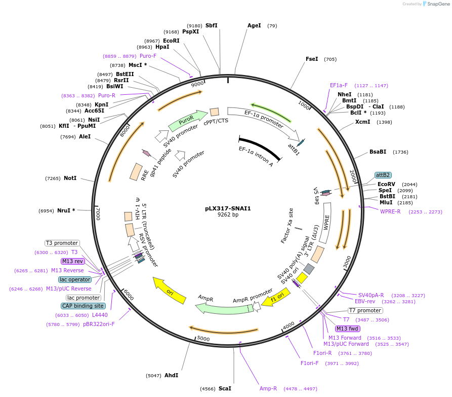 115446-plasmid-map-sequence-id-222212