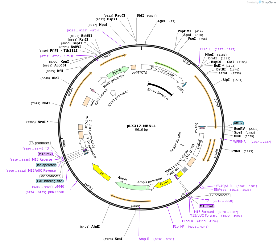 115443-plasmid-map-sequence-id-222217