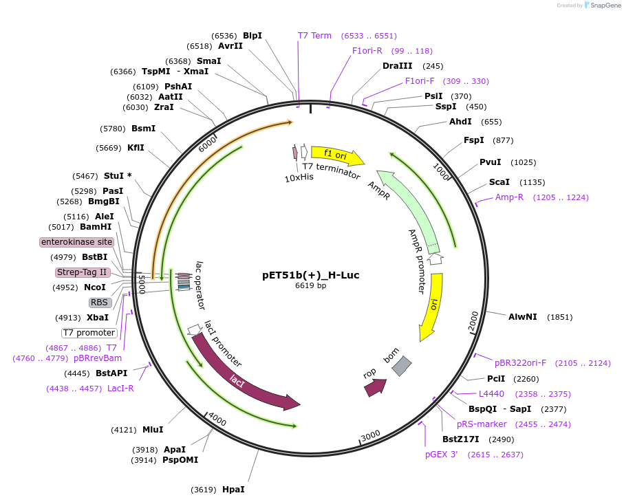 113924-plasmid-map-sequence-id-222219
