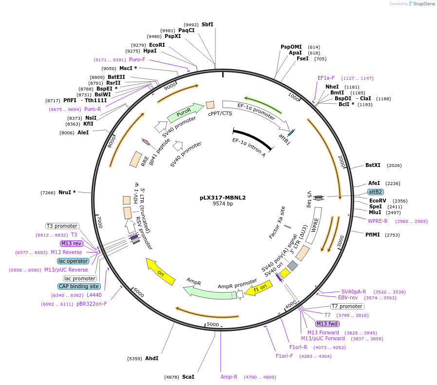 115444-plasmid-map-sequence-id-222220