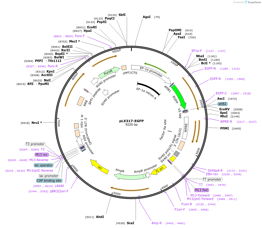 115439-plasmid-map-sequence-id-222221