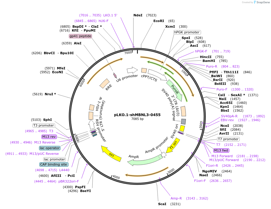 115463-plasmid-map-sequence-id-222223