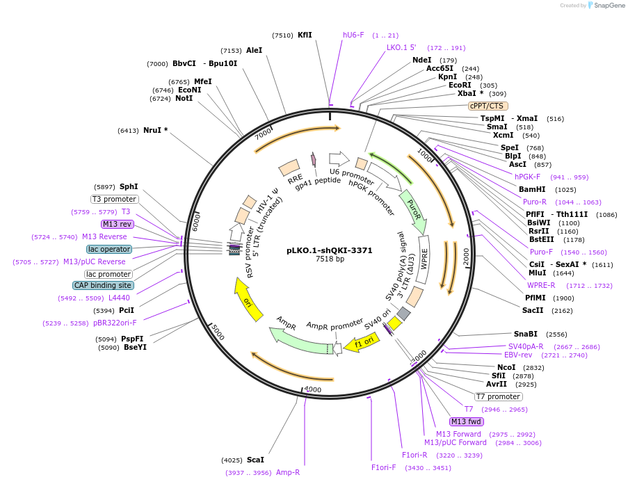 115455-plasmid-map-sequence-id-222224