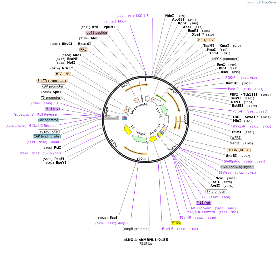 115460-plasmid-map-sequence-id-222226