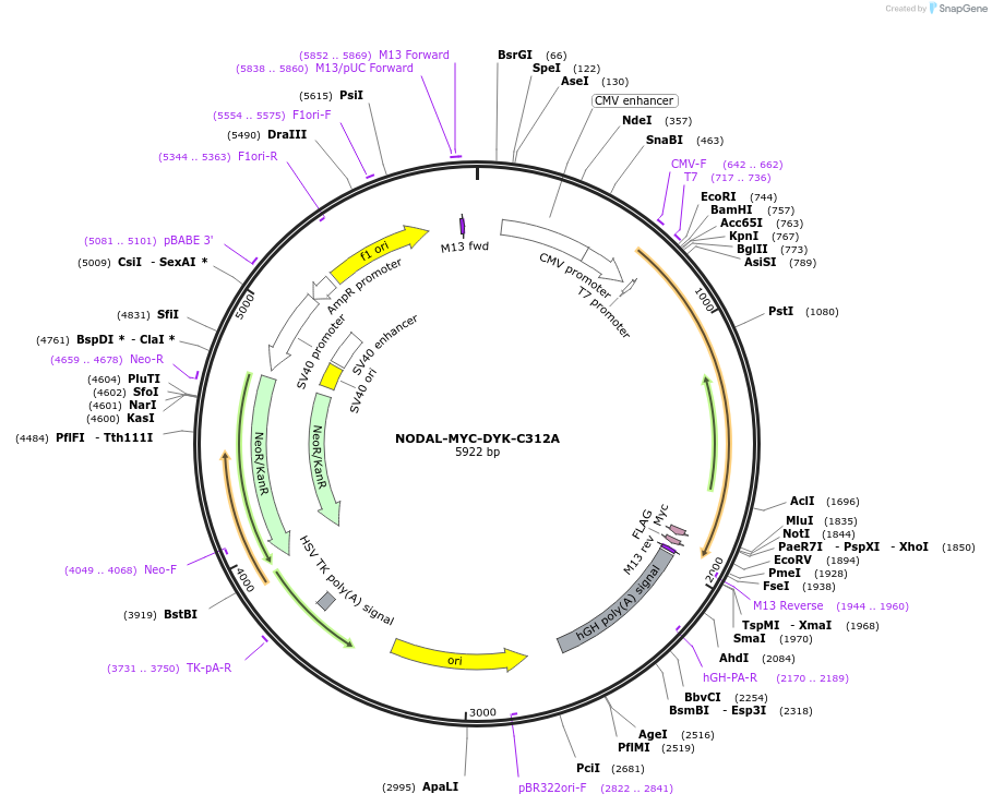115253-plasmid-map-sequence-id-222237