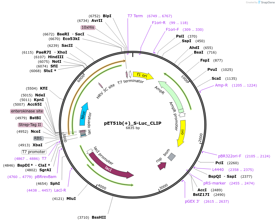 113923-plasmid-map-sequence-id-222238