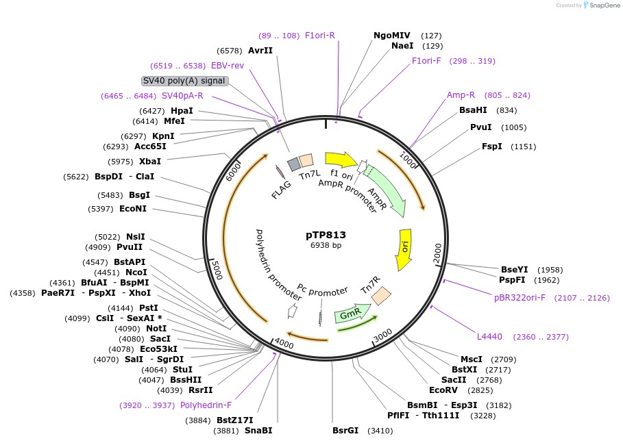 113308-plasmid-map-sequence-id-222359