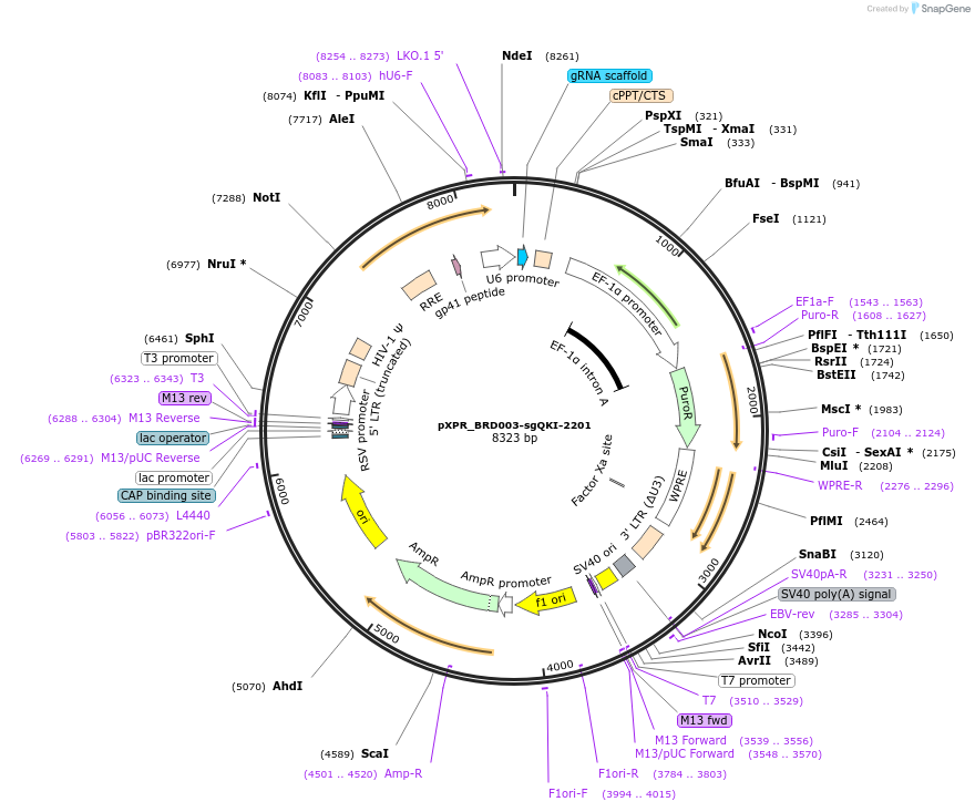 115449-plasmid-map-sequence-id-222370
