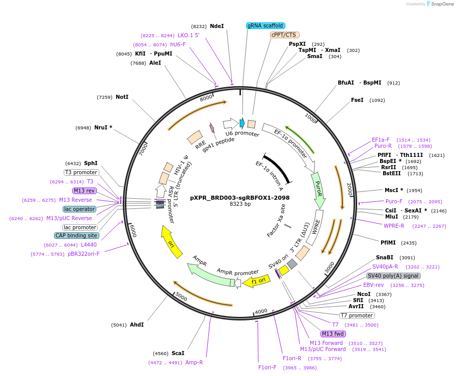 115452-plasmid-map-sequence-id-222468