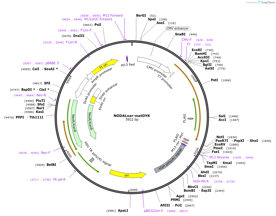 115260-plasmid-map-sequence-id-222469