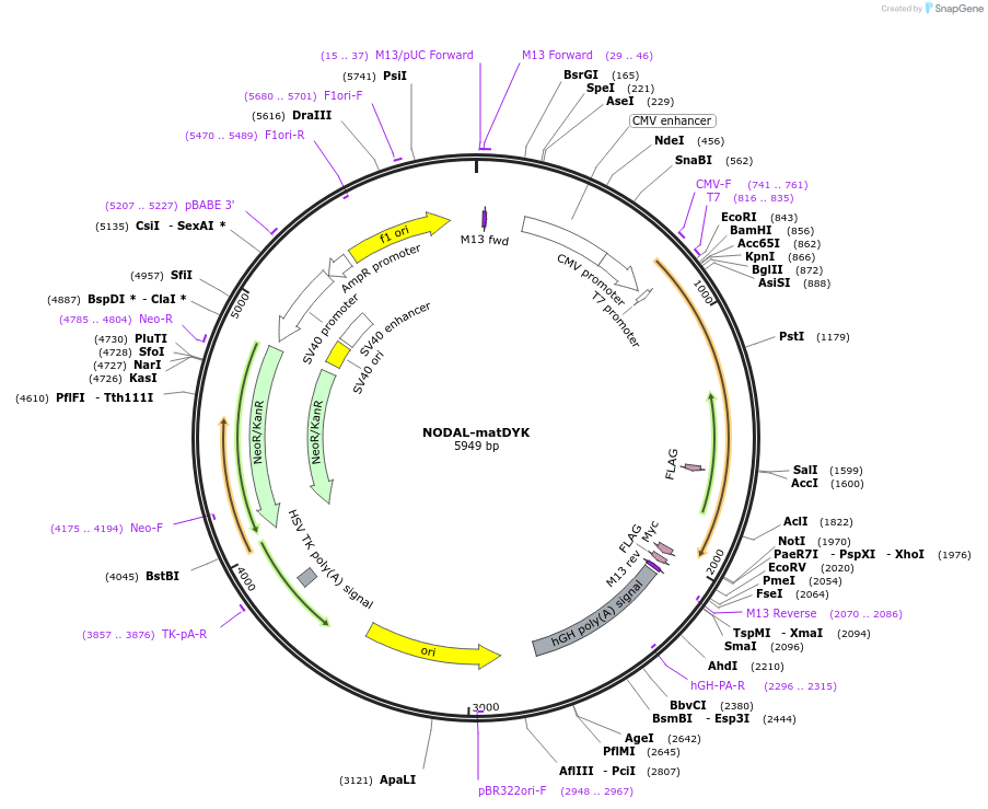 115258-plasmid-map-sequence-id-222486
