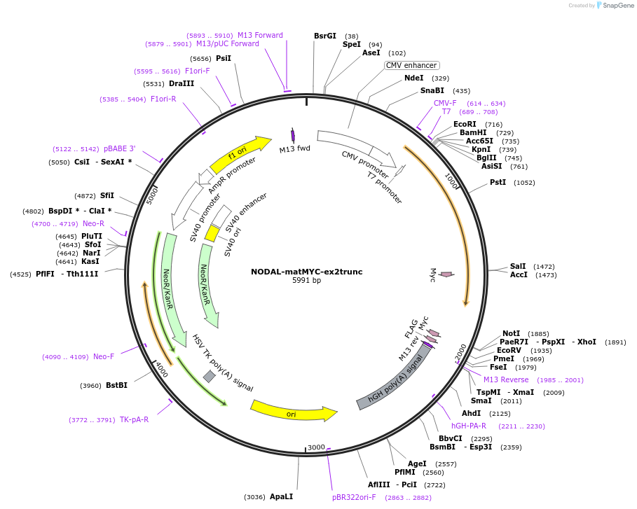 115257-plasmid-map-sequence-id-222487