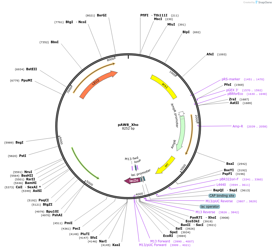 110223-plasmid-map-sequence-id-222498
